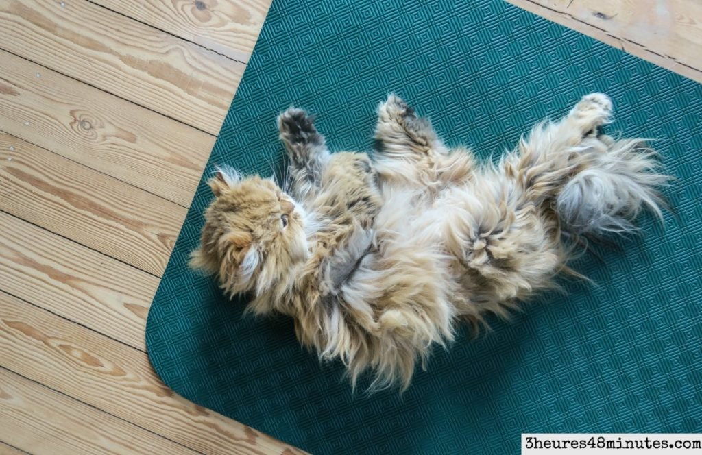 chat-et-yoga
