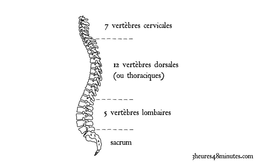 vertebres